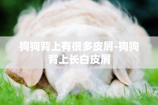 狗狗背上有很多皮屑-狗狗背上長白皮屑