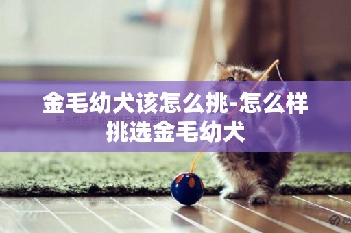 金毛幼犬該怎么挑-怎么樣挑選金毛幼犬