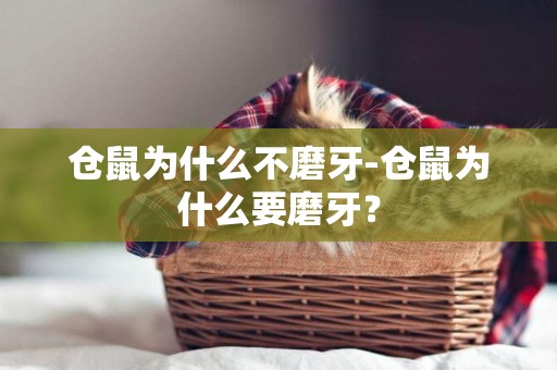 倉鼠為什么不磨牙-倉鼠為什么要磨牙？