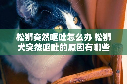 松獅突然嘔吐怎么辦 松獅犬突然嘔吐的原因有哪些