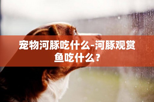 寵物河豚吃什么-河豚觀賞魚吃什么？
