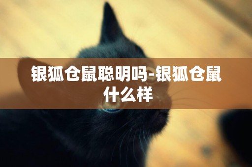 銀狐倉鼠聰明嗎-銀狐倉鼠 什么樣