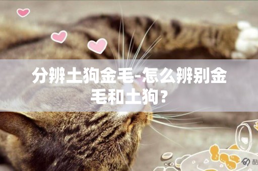 分辨土狗金毛-怎么辨別金毛和土狗？