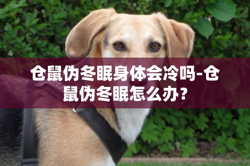 倉鼠偽冬眠身體會冷嗎-倉鼠偽冬眠怎么辦？