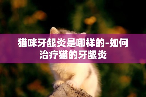 貓咪牙齦炎是哪樣的-如何治療貓的牙齦炎