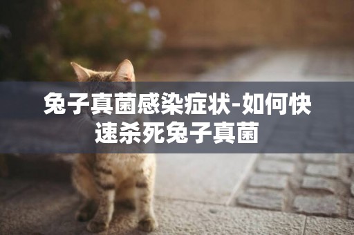 兔子真菌感染癥狀-如何快速殺死兔子真菌