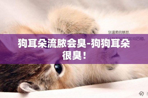狗耳朵流膿會臭-狗狗耳朵很臭！