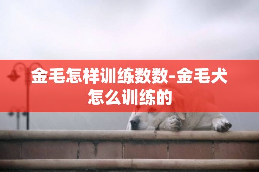 金毛怎樣訓練數數-金毛犬怎么訓練的