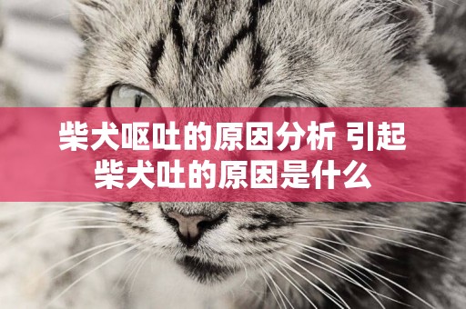 柴犬嘔吐的原因分析 引起柴犬吐的原因是什么
