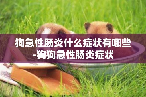 狗急性腸炎什么癥狀有哪些-狗狗急性腸炎癥狀