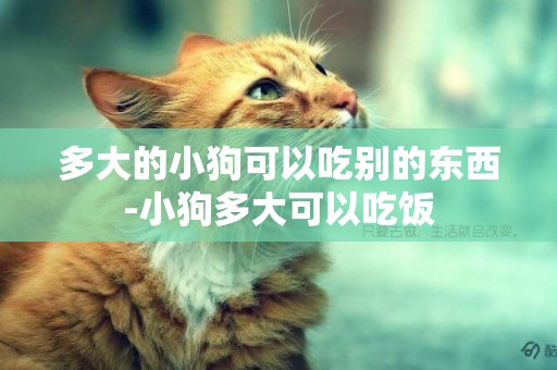 多大的小狗可以吃別的東西-小狗多大可以吃飯