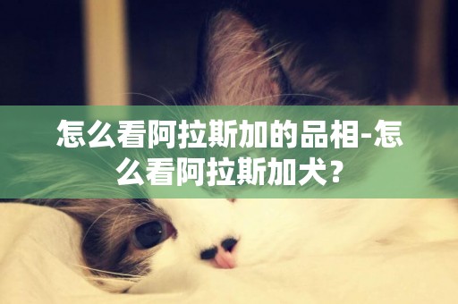 怎么看阿拉斯加的品相-怎么看阿拉斯加犬？
