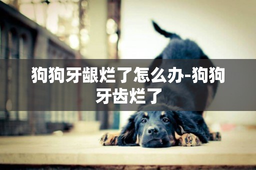 狗狗牙齦爛了怎么辦-狗狗牙齒爛了