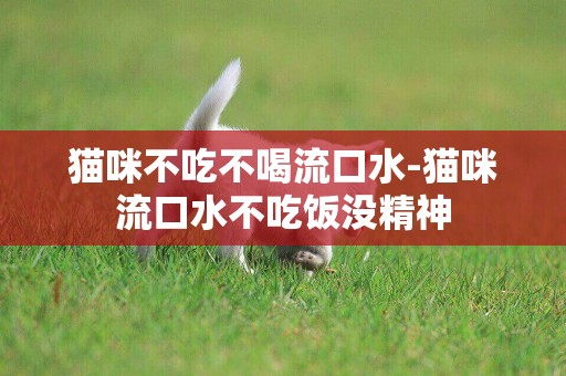 貓咪不吃不喝流口水-貓咪流口水不吃飯沒精神