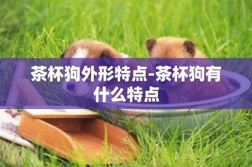 茶杯狗外形特點-茶杯狗有什么特點