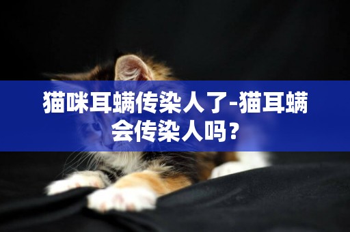 貓咪耳螨傳染人了-貓耳螨會傳染人嗎？