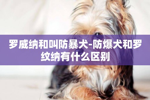 羅威納和叫防暴犬-防爆犬和羅紋納有什么區別