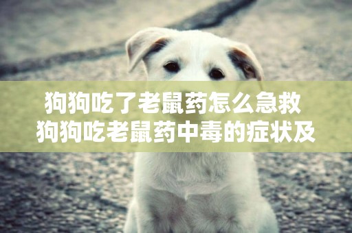 狗狗吃了老鼠藥怎么急救 狗狗吃老鼠藥中毒的癥狀及急救辦