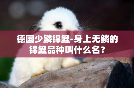德國少鱗錦鯉-身上無鱗的錦鯉品種叫什么名？