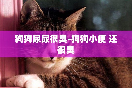 狗狗尿尿很臭-狗狗小便 還很臭
