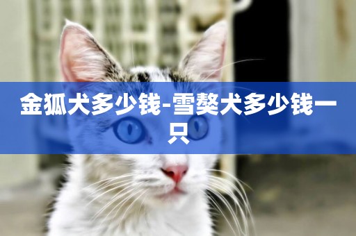 金狐犬多少錢-雪獒犬多少錢一只