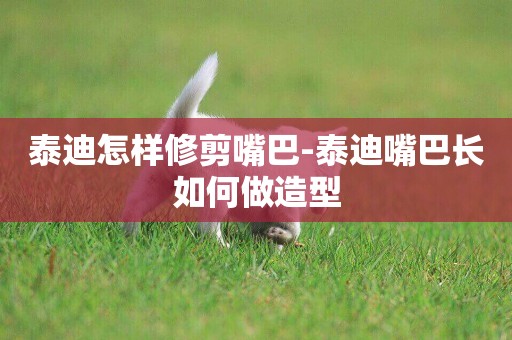 泰迪怎樣修剪嘴巴-泰迪嘴巴長如何做造型