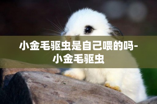 小金毛驅蟲是自己喂的嗎-小金毛驅蟲