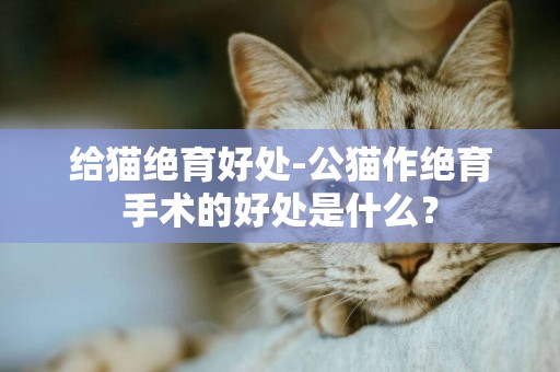 給貓絕育好處-公貓作絕育手術的好處是什么？