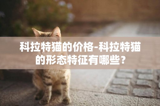 科拉特貓的價格-科拉特貓的形態特征有哪些？