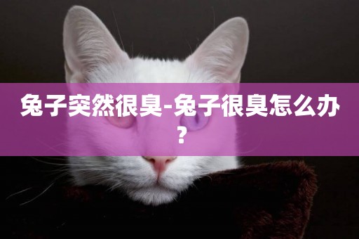 兔子突然很臭-兔子很臭怎么辦？