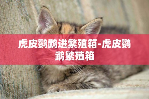 虎皮鸚鵡進繁殖箱-虎皮鸚鵡繁殖箱