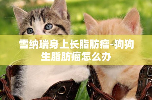 雪納瑞身上長脂肪瘤-狗狗生脂肪瘤怎么辦