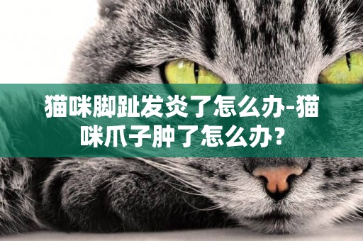 貓咪腳趾發炎了怎么辦-貓咪爪子腫了怎么辦？