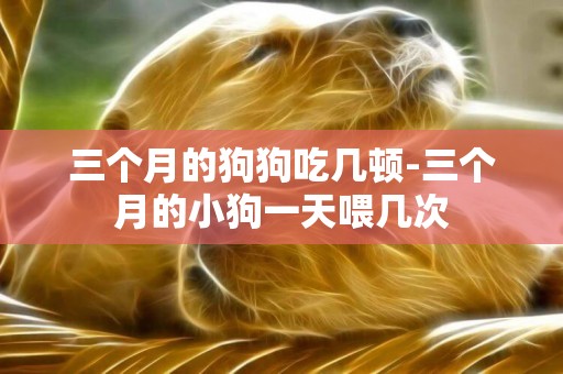三個月的狗狗吃幾頓-三個月的小狗一天喂幾次