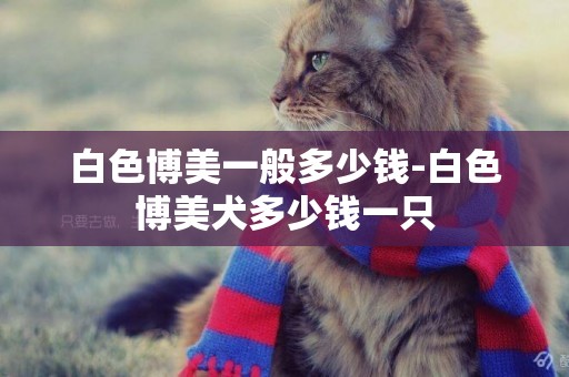 白色博美一般多少錢-白色博美犬多少錢一只