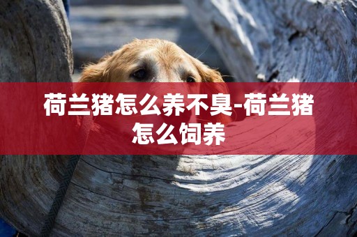 荷蘭豬怎么養不臭-荷蘭豬怎么飼養