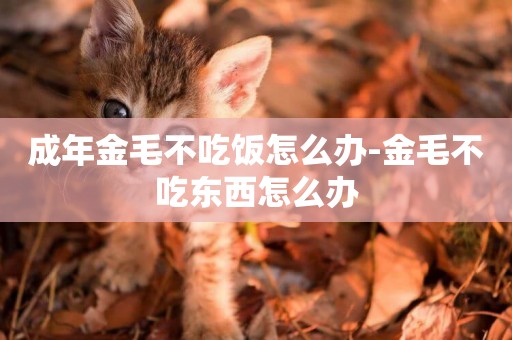 成年金毛不吃飯怎么辦-金毛不吃東西怎么辦