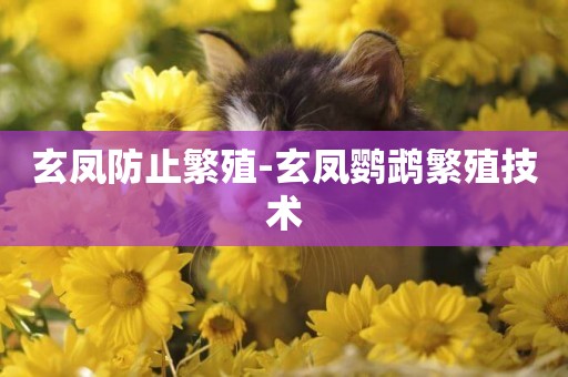 玄鳳防止繁殖-玄鳳鸚鵡繁殖技術