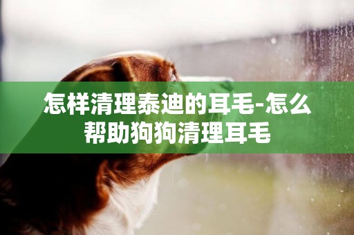 怎樣清理泰迪的耳毛-怎么幫助狗狗清理耳毛