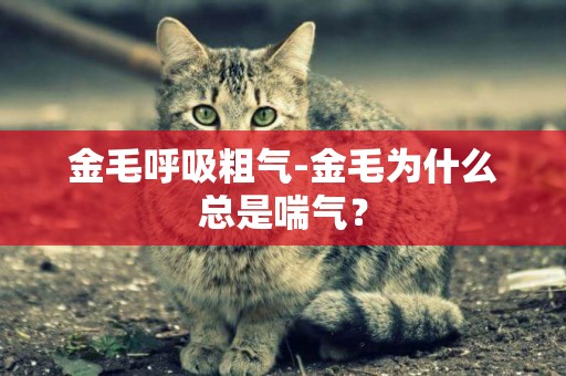 金毛呼吸粗氣-金毛為什么總是喘氣？