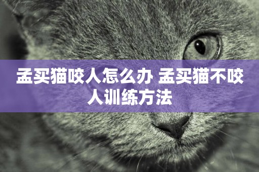 孟買貓咬人怎么辦 孟買貓不咬人訓練方法