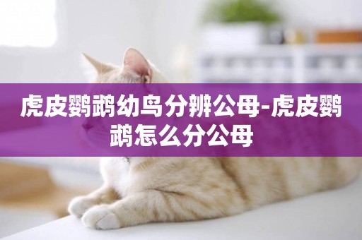 虎皮鸚鵡幼鳥分辨公母-虎皮鸚鵡怎么分公母