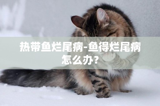 熱帶魚爛尾病-魚得爛尾病怎么辦？