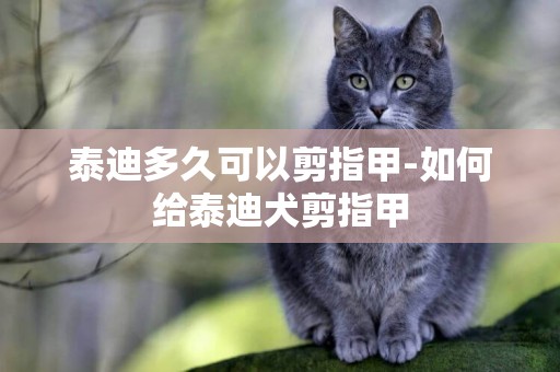 泰迪多久可以剪指甲-如何給泰迪犬剪指甲