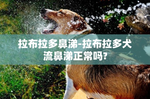 拉布拉多鼻涕-拉布拉多犬流鼻涕正常嗎?