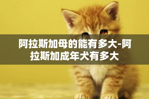 阿拉斯加母的能有多大-阿拉斯加成年犬有多大