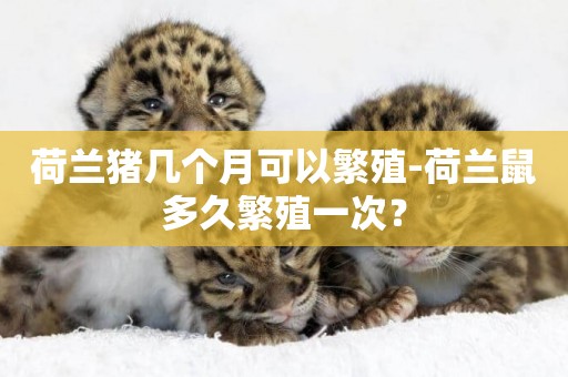 荷蘭豬幾個月可以繁殖-荷蘭鼠多久繁殖一次？