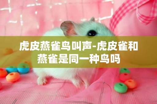 虎皮燕雀鳥叫聲-虎皮雀和燕雀是同一種鳥嗎