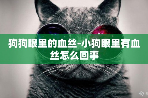 狗狗眼里的血絲-小狗眼里有血絲怎么回事