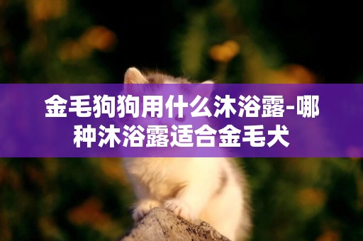 金毛狗狗用什么沐浴露-哪種沐浴露適合金毛犬
